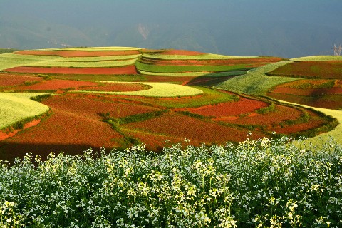 Dongchuan-Roterde, das Roterde Gebiet in Kunming Yunnan