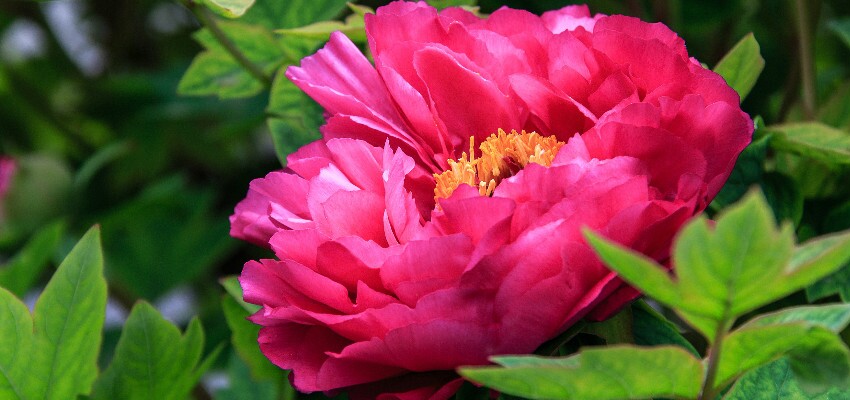 typische chinesische Blume-Mudan