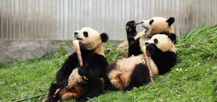 Chengdu 