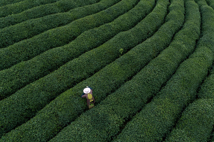 Teeplantagen
