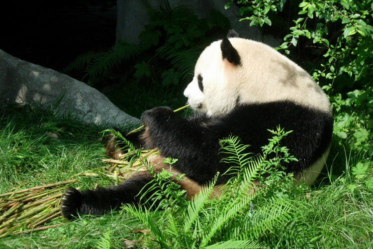 China Rundreise 2 Wochen-Panda Baere