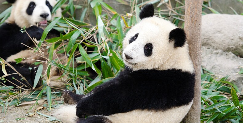 die Chengdu-Forschungsbasis 