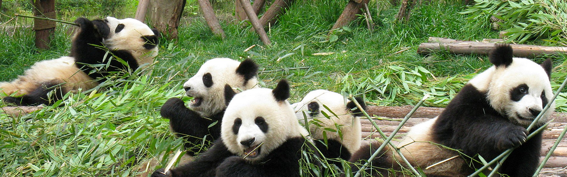 Pandas