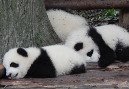 Chengdu Reisen