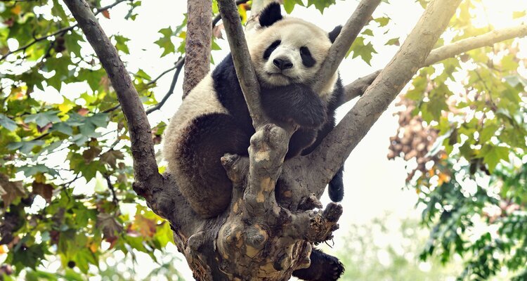 Großer Panda