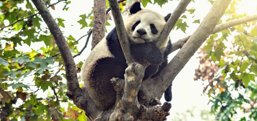 Pandas