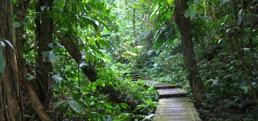 Xishuangbanna Regenwald