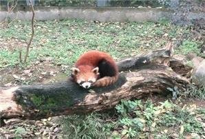 Shanghais Wildpark, der erste und größte Wildpark in China