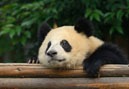 chengdu