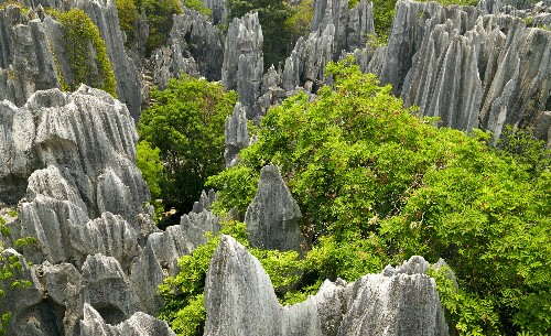 Steinwald in Kunming