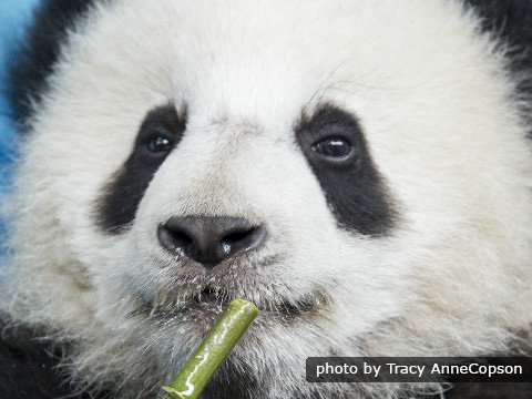 panda