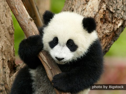 Chengdu Panda Base