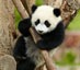 Chengdu Pandabäre