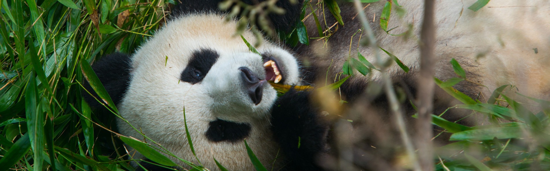 Pandas