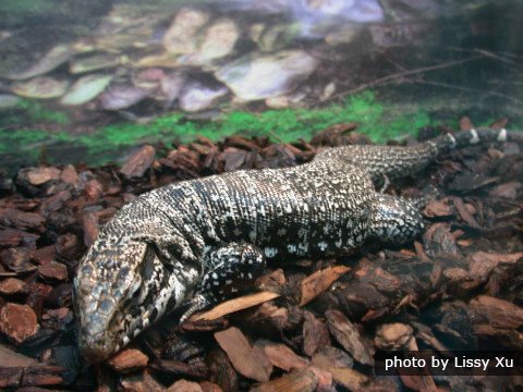 350 Der Bejing Zoo