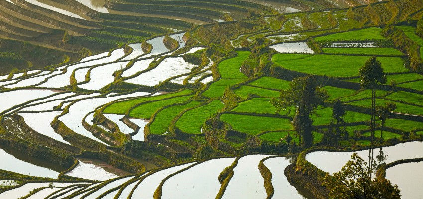 Yuanyang Reisterrassen