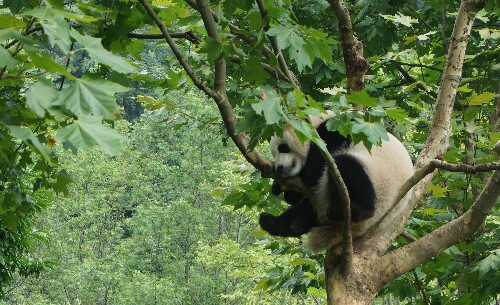 Chengdu Sehenswürdigkeit