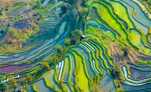 Yuanyang Reisterrassen
