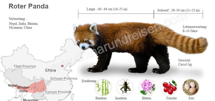 Rot Panda