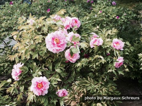 typische chinesische Blumen