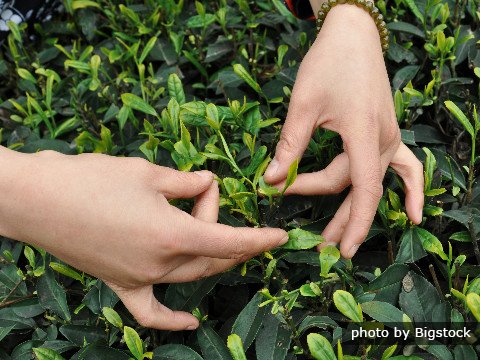 Meijiawu Teeplantage, Drachenbrunnentee Dorf, das Teekultur Dorf in Hangzhou