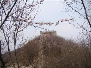 Beijing-Wetter im April, eine Zeit Blumen zu genießen