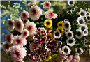 Kunming Blumen Market
