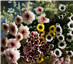 Kunming Blumen Market