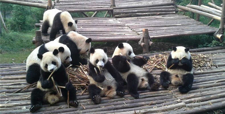 der großer Panda